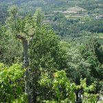 Tolo Evi - Alvaro Leite Siza