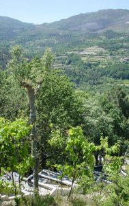 Tolo Evi - Alvaro Leite Siza