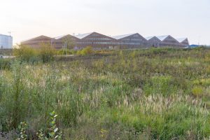 Skolkovo Bilim ve Teknoloji Enstitüsü - Herzog & de Meuron